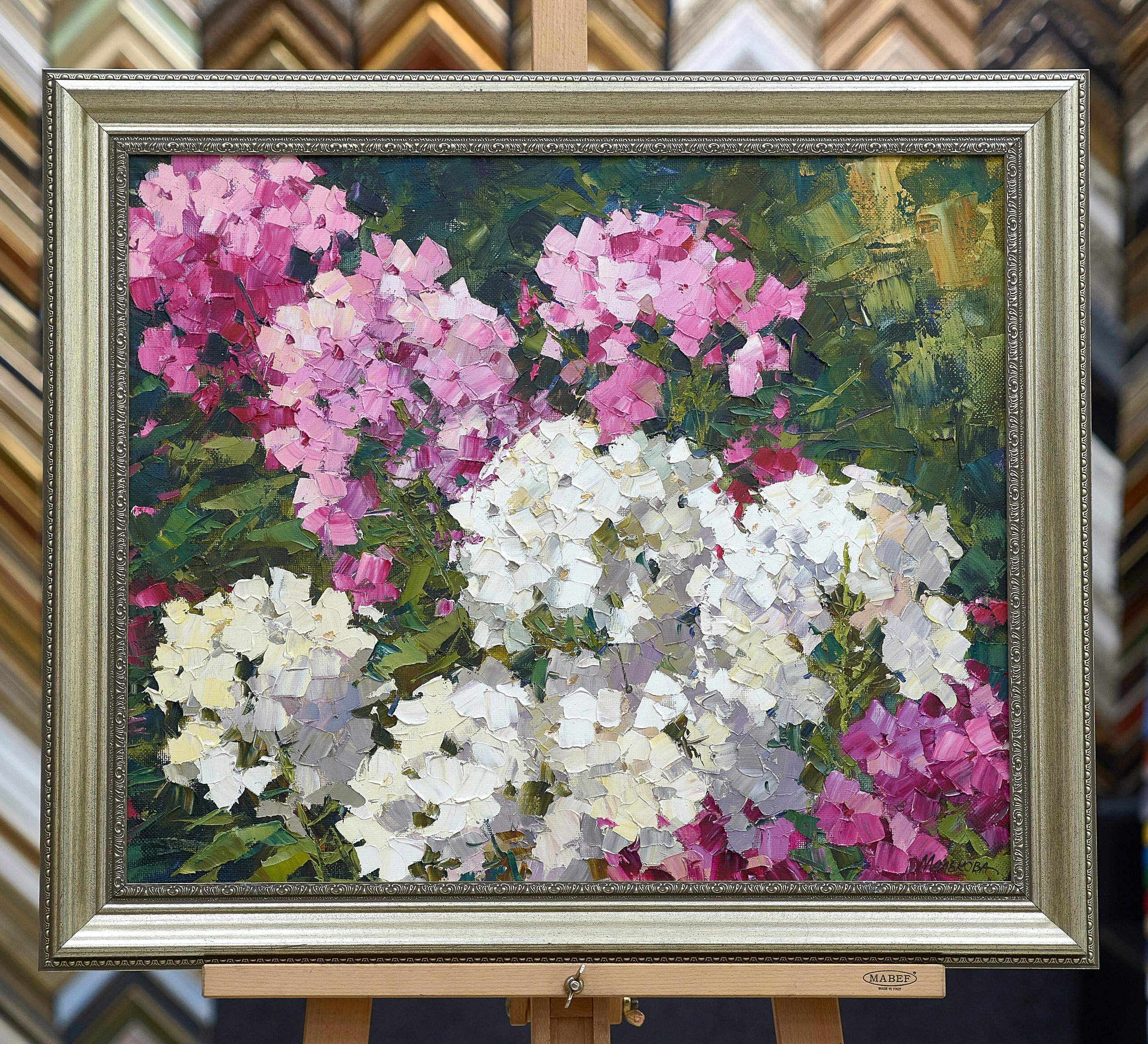 Флоксы в саду